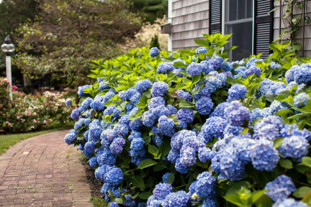 Hydrangea Endless Summer Bailmer Blue