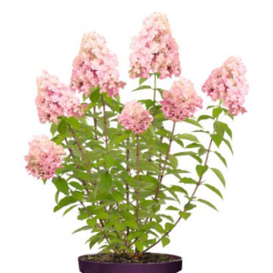 Hydrangea Forever&Ever Paniculata Little Pink