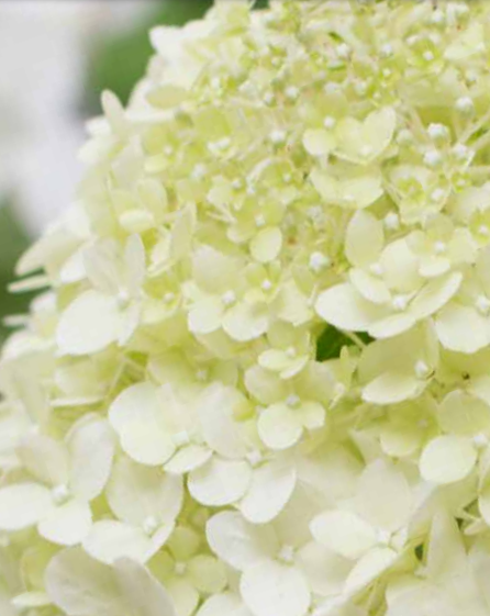 Hydrangea Forever&Ever Paniculata Little Lime Light