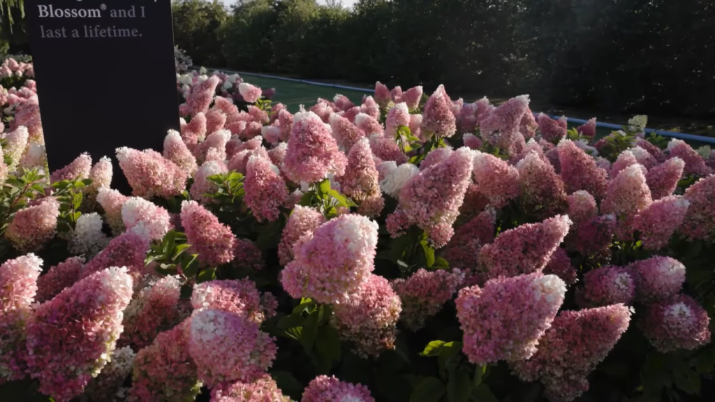 hydrangea strawberry blossom