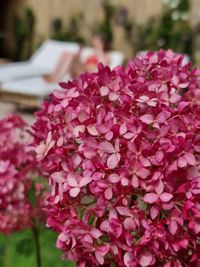 Hydrangea arborescens Candybelle Sorbet