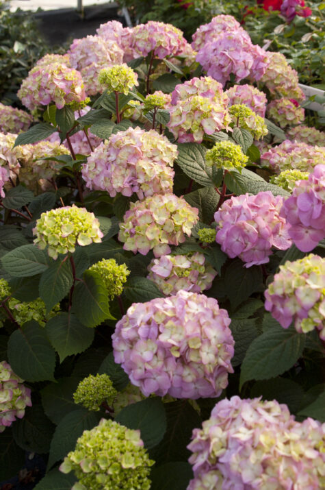 Hydrangea Endless Summer BloomStar Pink