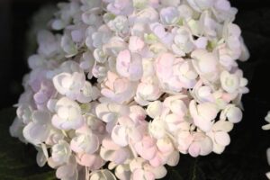 Hydrangea Endless Summer Blushing Bride