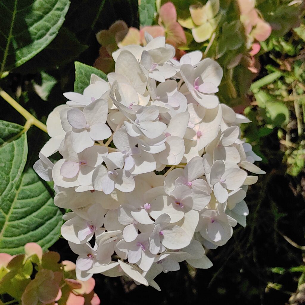 Hydrangea Endless Summer The Bride