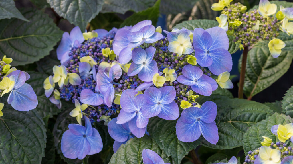 Hydrangea Pop Star Endless Summer