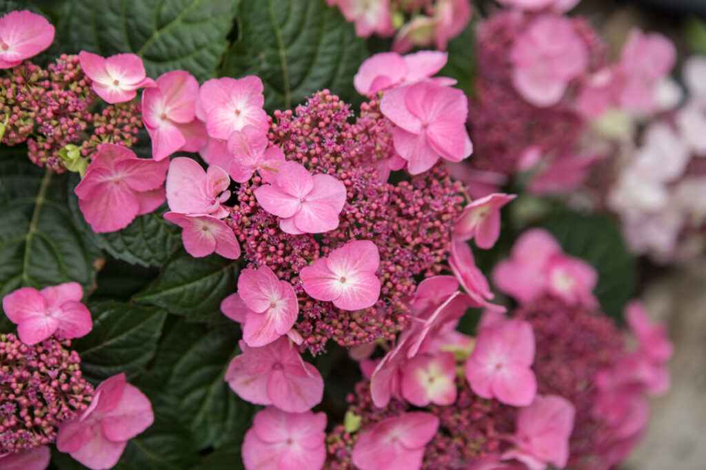 Hydrangea Endless Summer Pop Star Pink