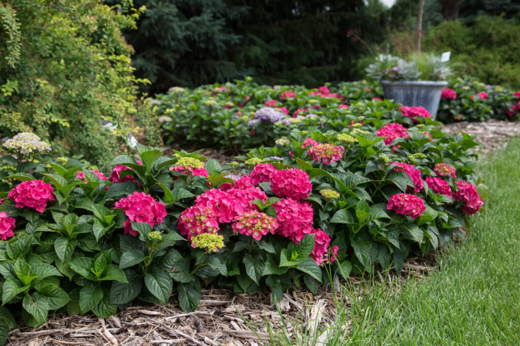 Hydrangea Endless Summer Summer Love red