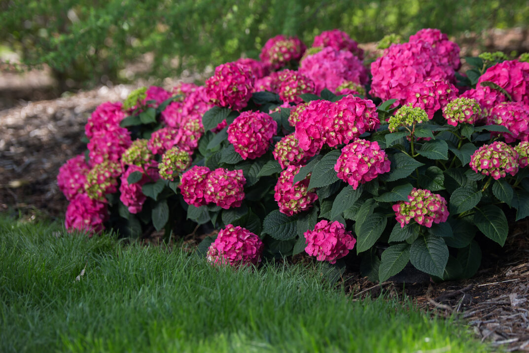 Hydrangea Endless Summer Summer Love red