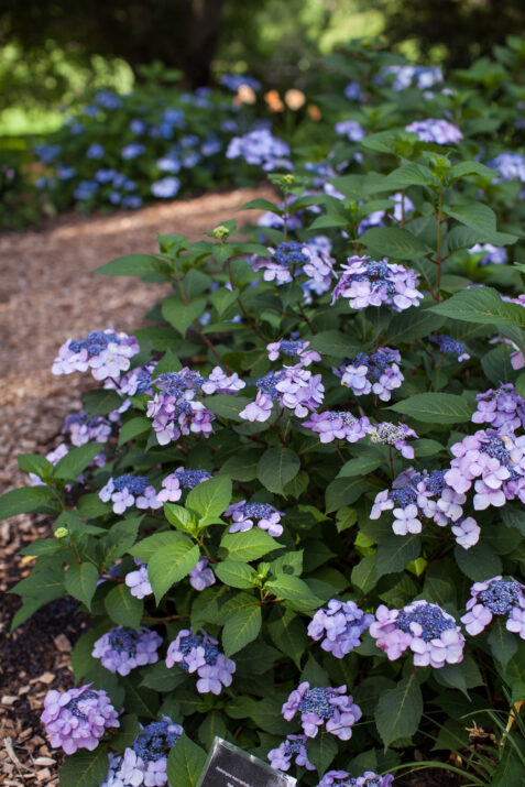 Hydrangea Endless Summer Twist-n-Shout blue