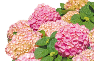 Hydrangea Forever&Ever Pink