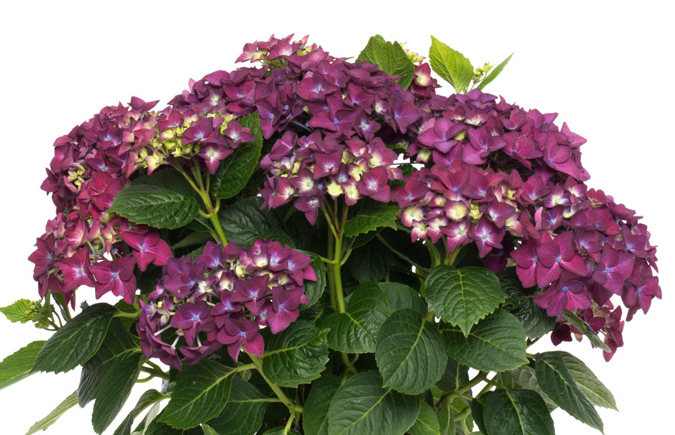 Hydrangea Forever&Ever Purple