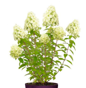 Hydrangea Forever&Ever Paniculata Little Lime-light