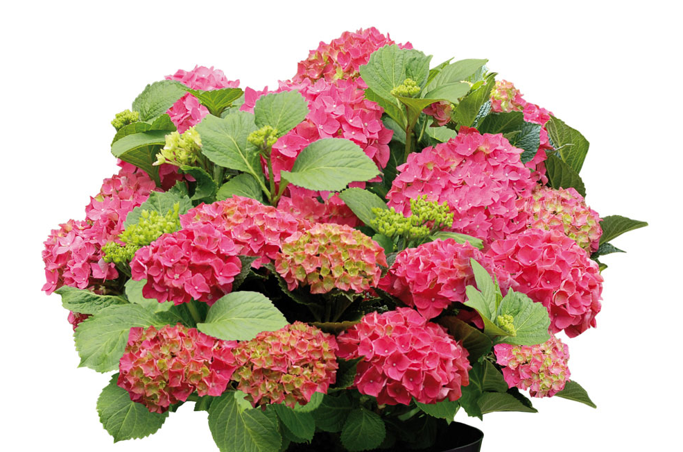 Hydrangea Forever&Ever Red