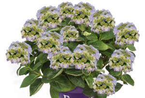 Hydrangea Forever&Ever Teller Blue