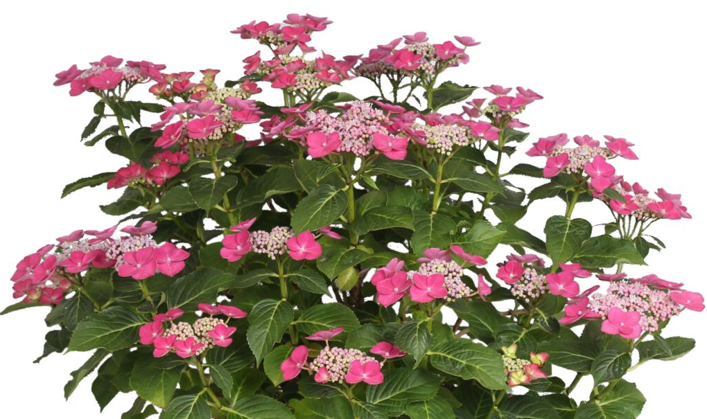 Hydrangea Forever&Ever Teller Pink