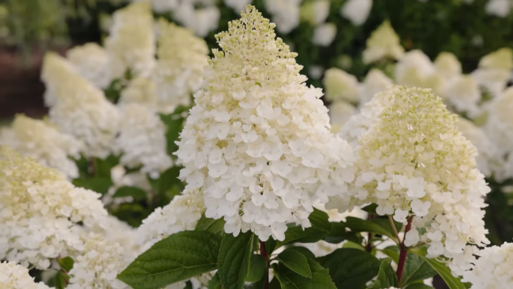 Hydrangea Living Little Blossom2