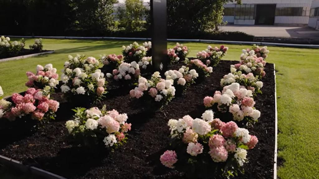 Hydrangea Living Little Rosy