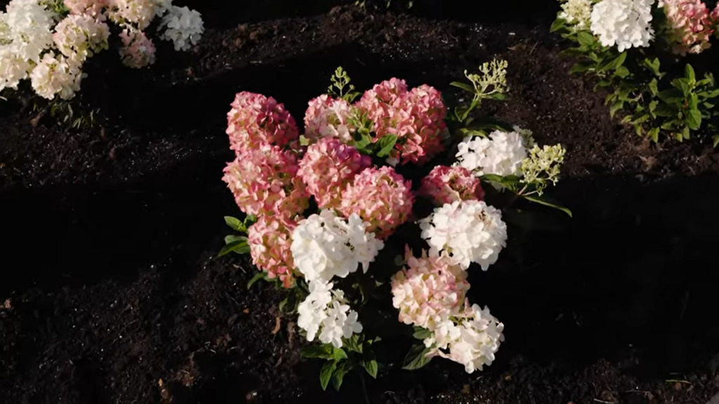 Hydrangea Living Little Rosy