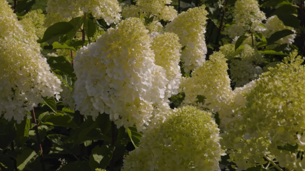 Hydrangea Living Pink and Rose