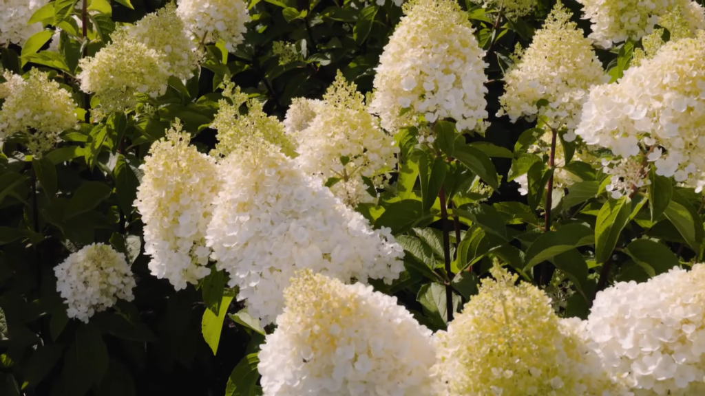 Hydrangea Living Pinky Promise