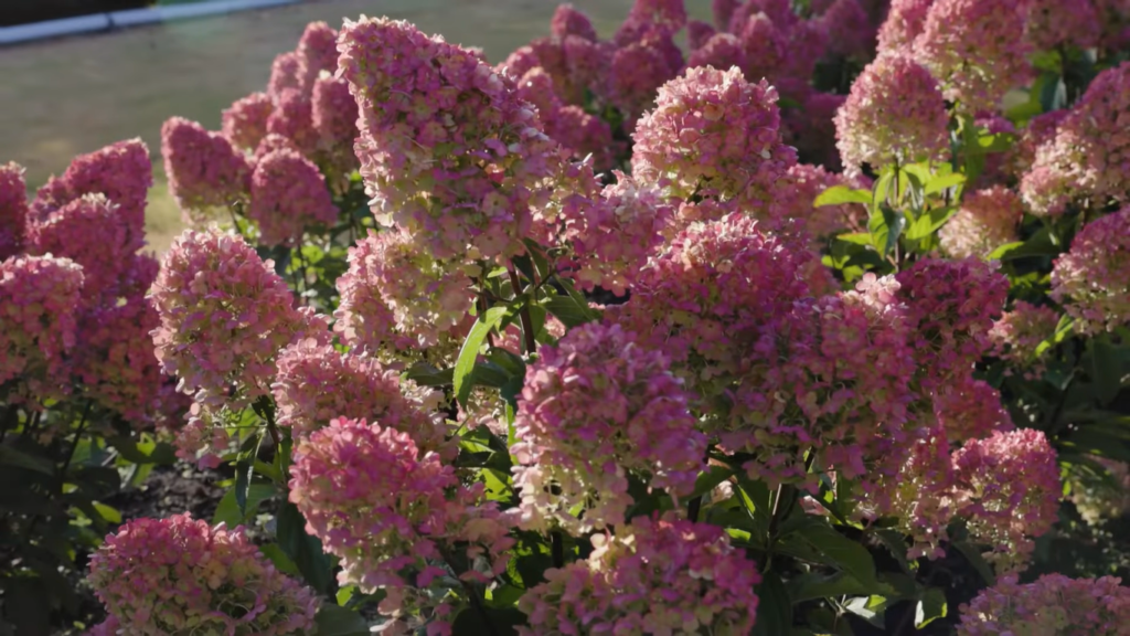 Hydrangea Living Little Blossom2