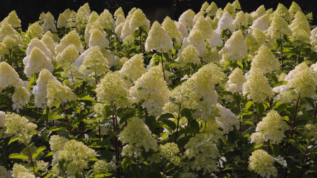 Hydrangea Living Pink and Rose