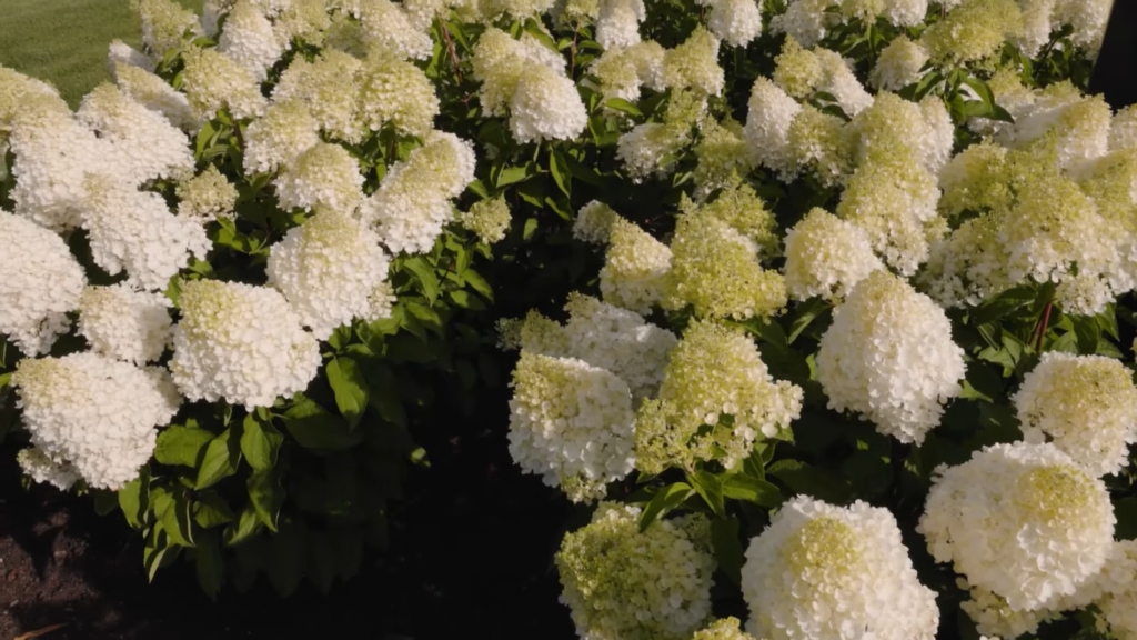 Hydrangea Living Pinky Promise