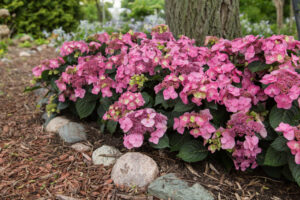 Hydrangea Endless Summer Pop Star Pink