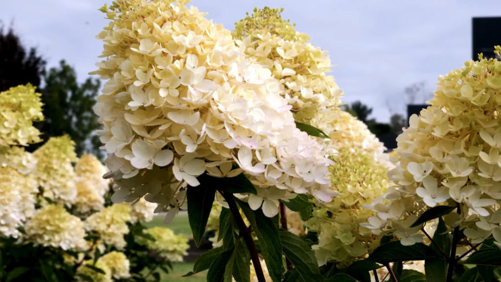 Hydrangea living raspberry pink