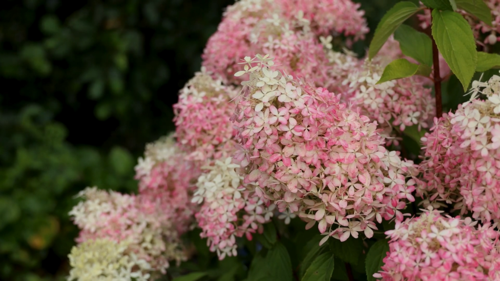 Hydrangea Royal Flower