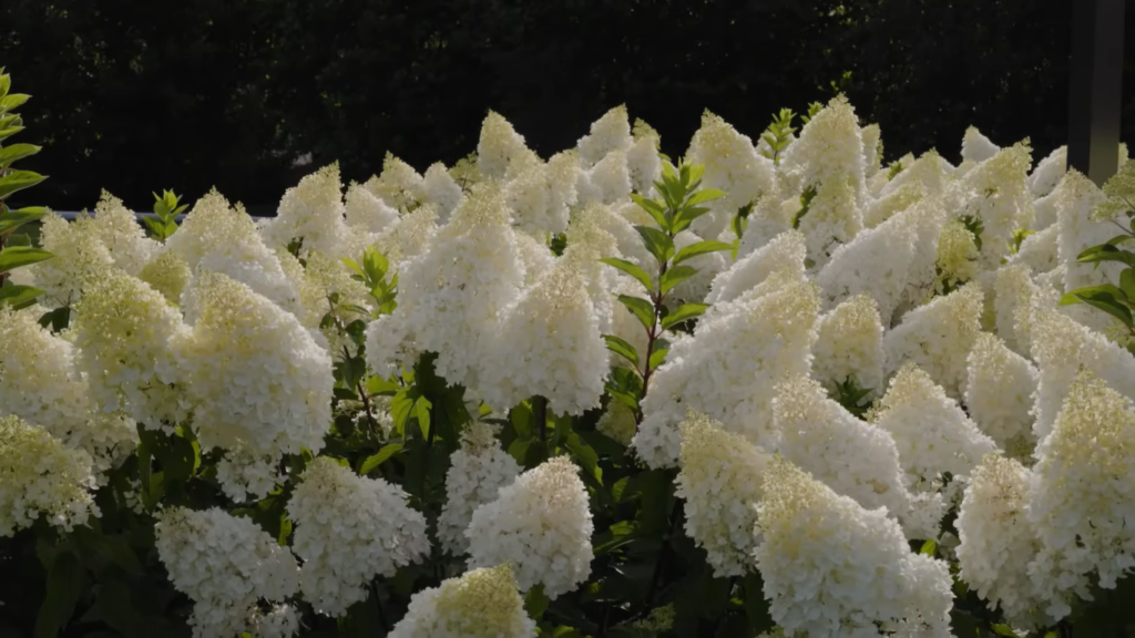 hydrangea strawberry blossom