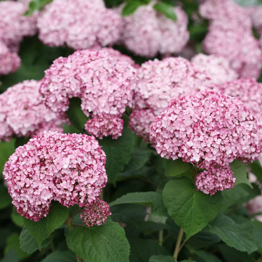 Hydrangea arborescens