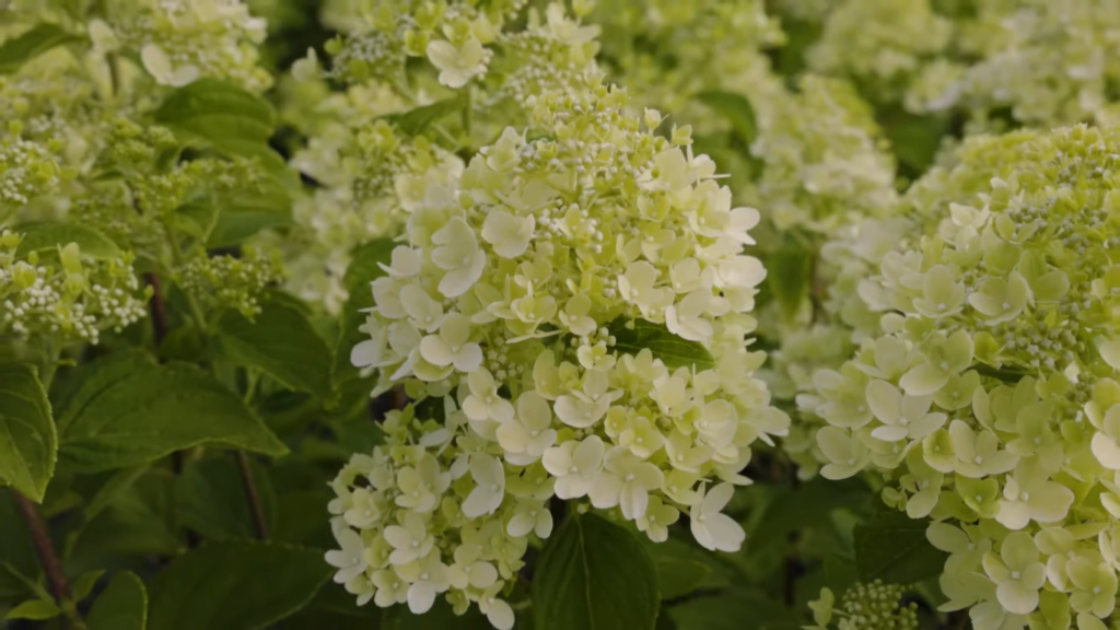 Hydrangea Living Little Passion2