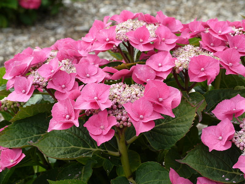 hydrangea macrophylla lacecup