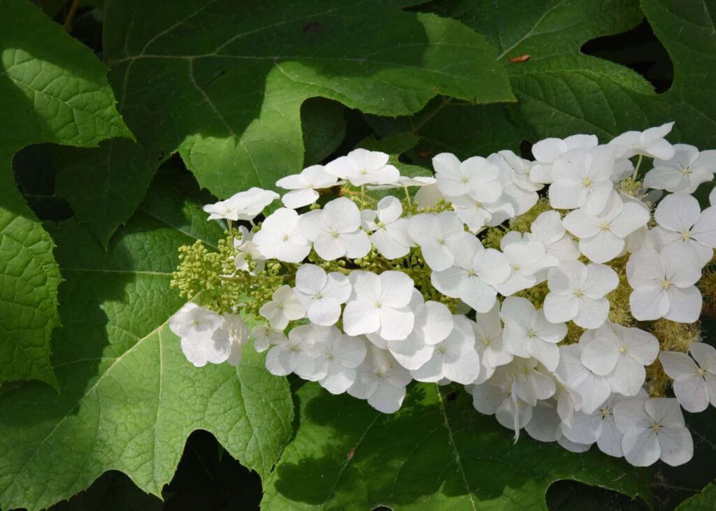 Hydrangea quercifolia