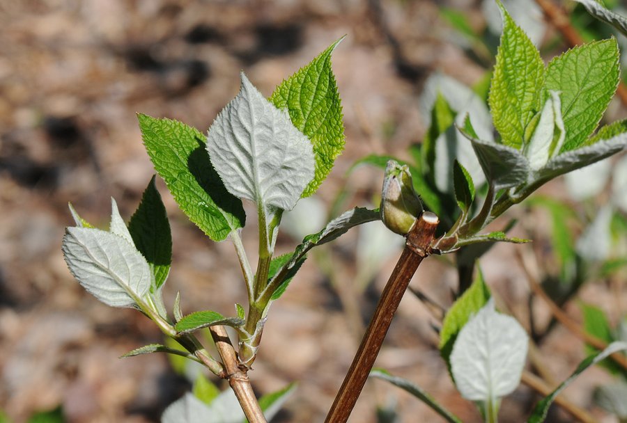 hydrangea radiata