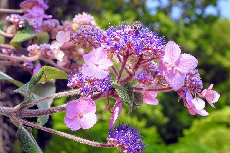 Hydrangea villosa