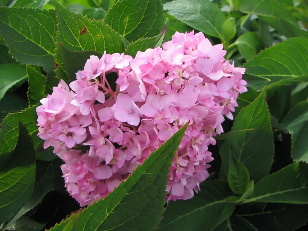 Hydrangea Nikko Blue