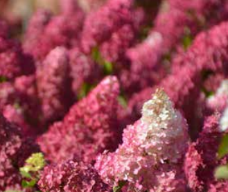 Hydrangea Forever&Ever Paniculata Little Pink