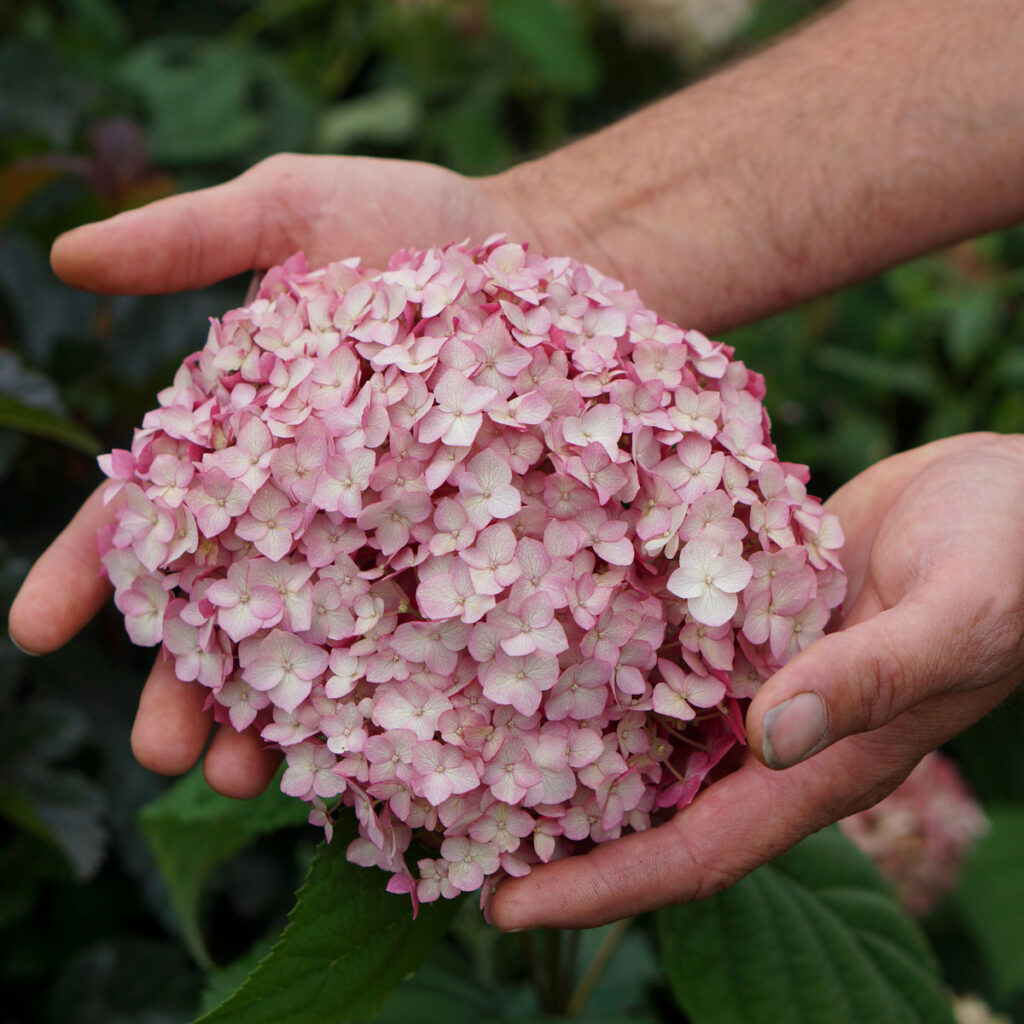 Hydrangea arborescens Candybelle Bubblegum