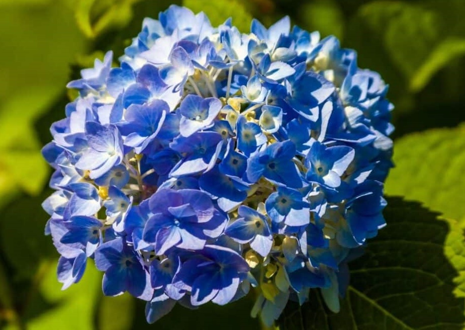 Hydrangea Nikko Blue