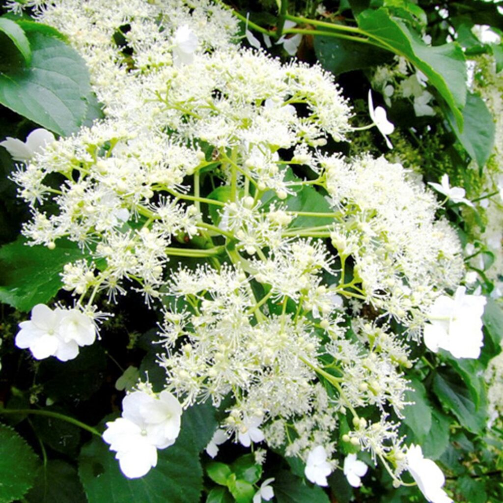 hydrangea petiolaris