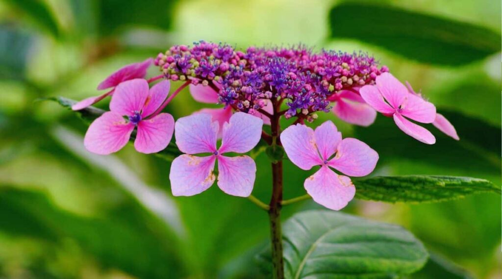 Hydrangea serrata