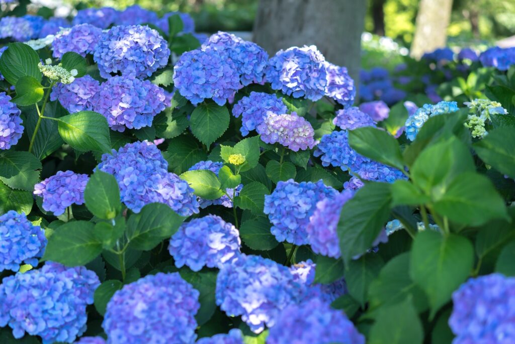 Hydrangea macrophylla blue