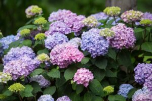 Hydrangea Endless Summer BloomStar Blue