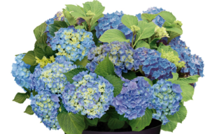 Hydrangea Forever&Ever Blue