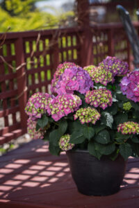 Hydrangea Endless Summer Summer Love purple