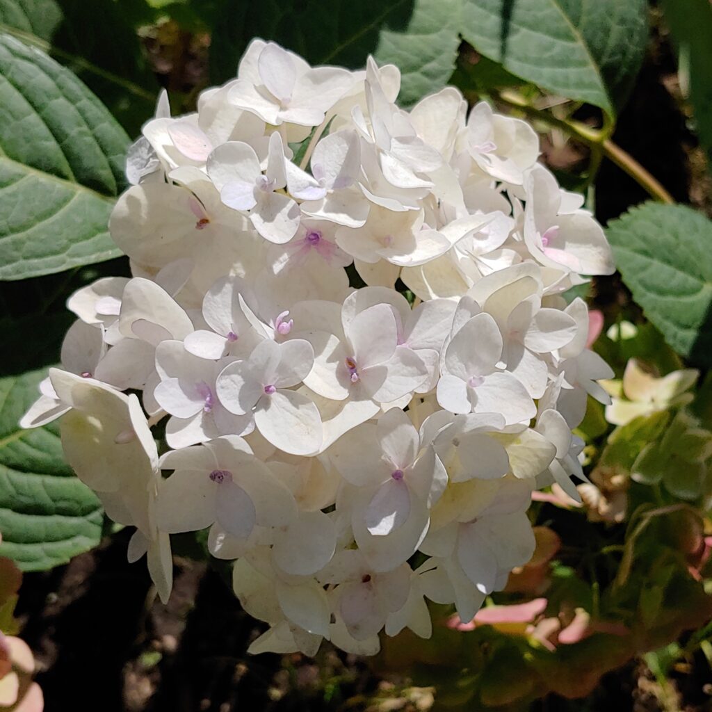 Hydrangea Endless Summer The Bride