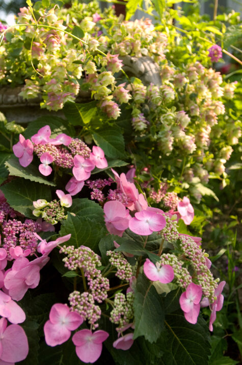 Hydrangea Endless Summer Twist-n-Shout pink