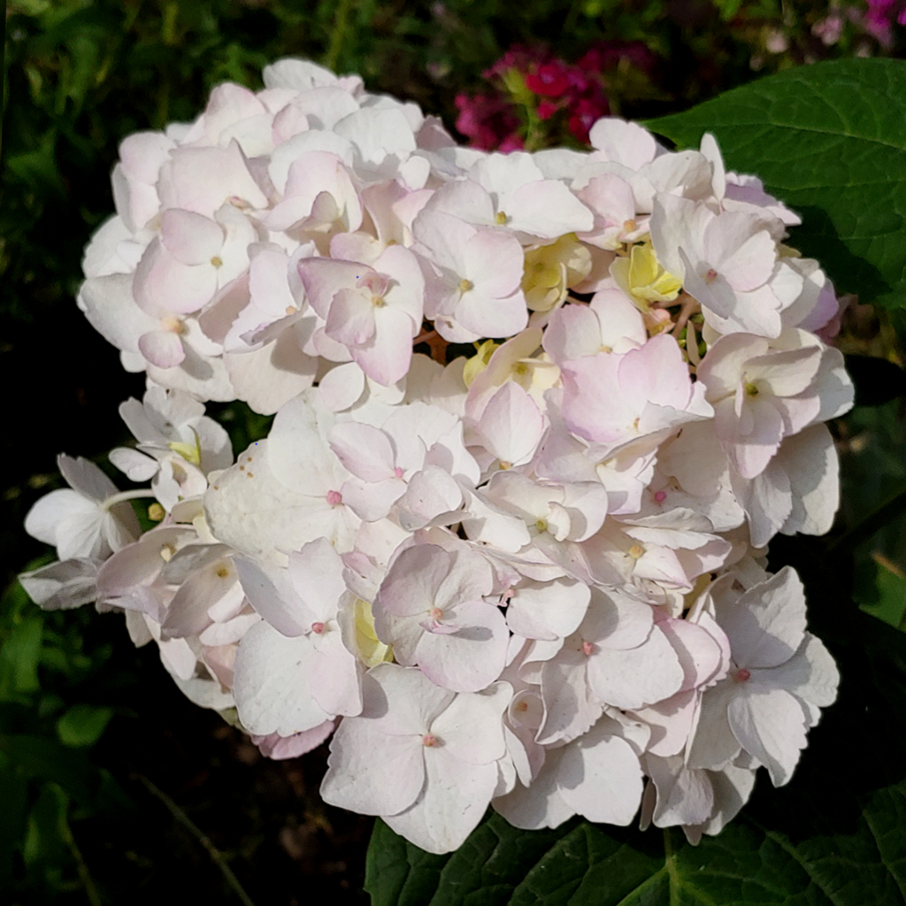 Hydrangea Endless Summer Blushing Bride